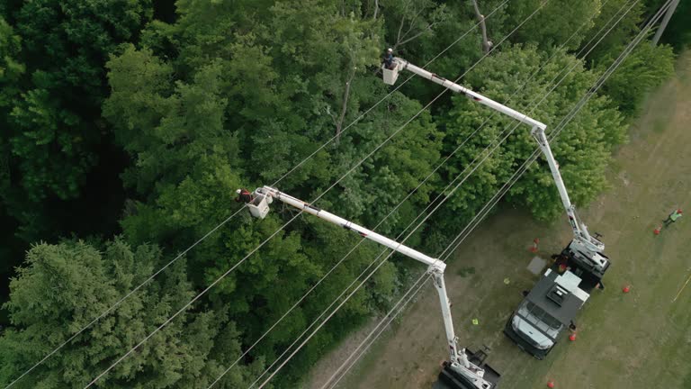 Best Palm Tree Trimming  in English Creek, NJ